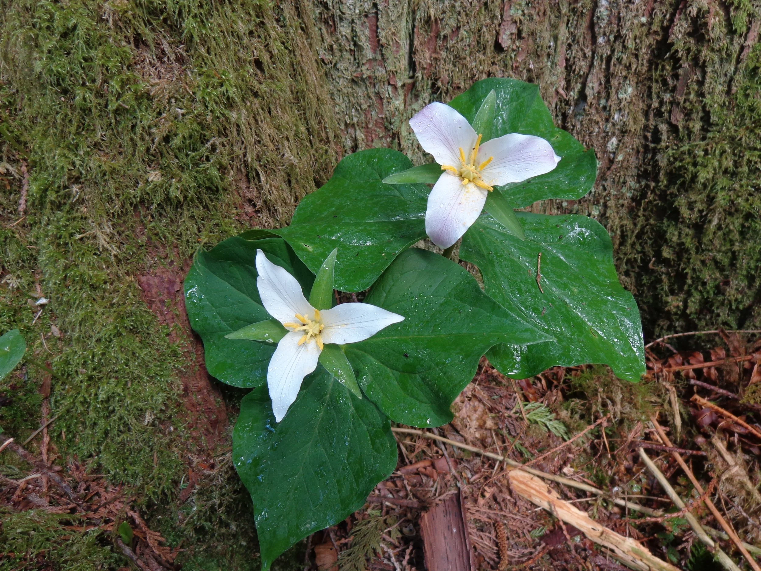 Lay Entrustment Ceremony for Jikai Vicki Turay