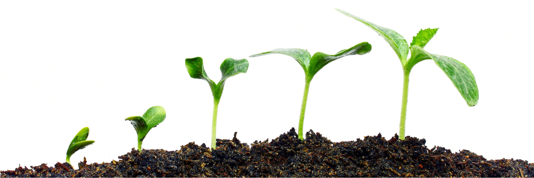 Tending the Seeds we Sow