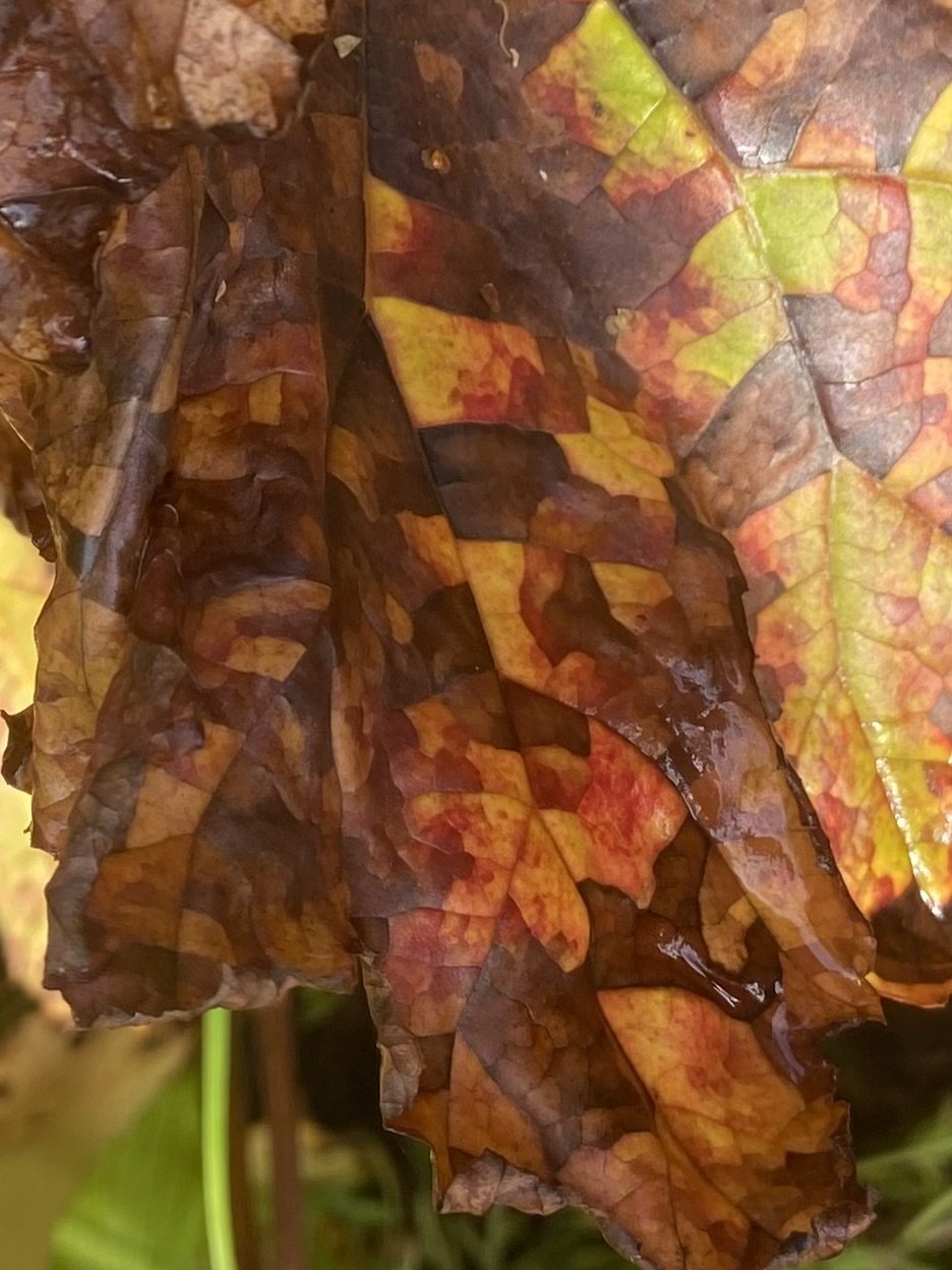 Words From the Teachers - November 2024