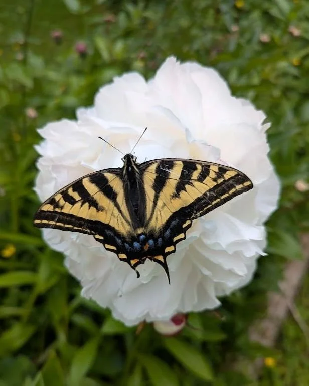 Words From the Teacher - June 2025