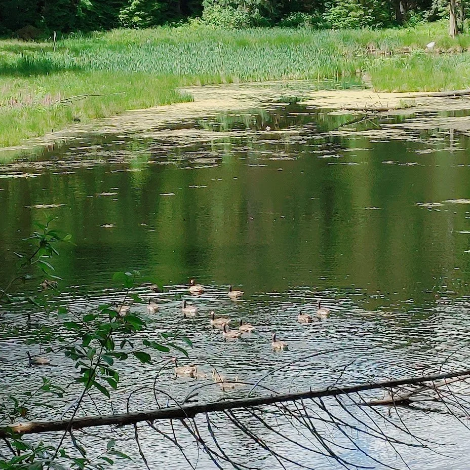 Beaver dams, Human dams: a nature walk 