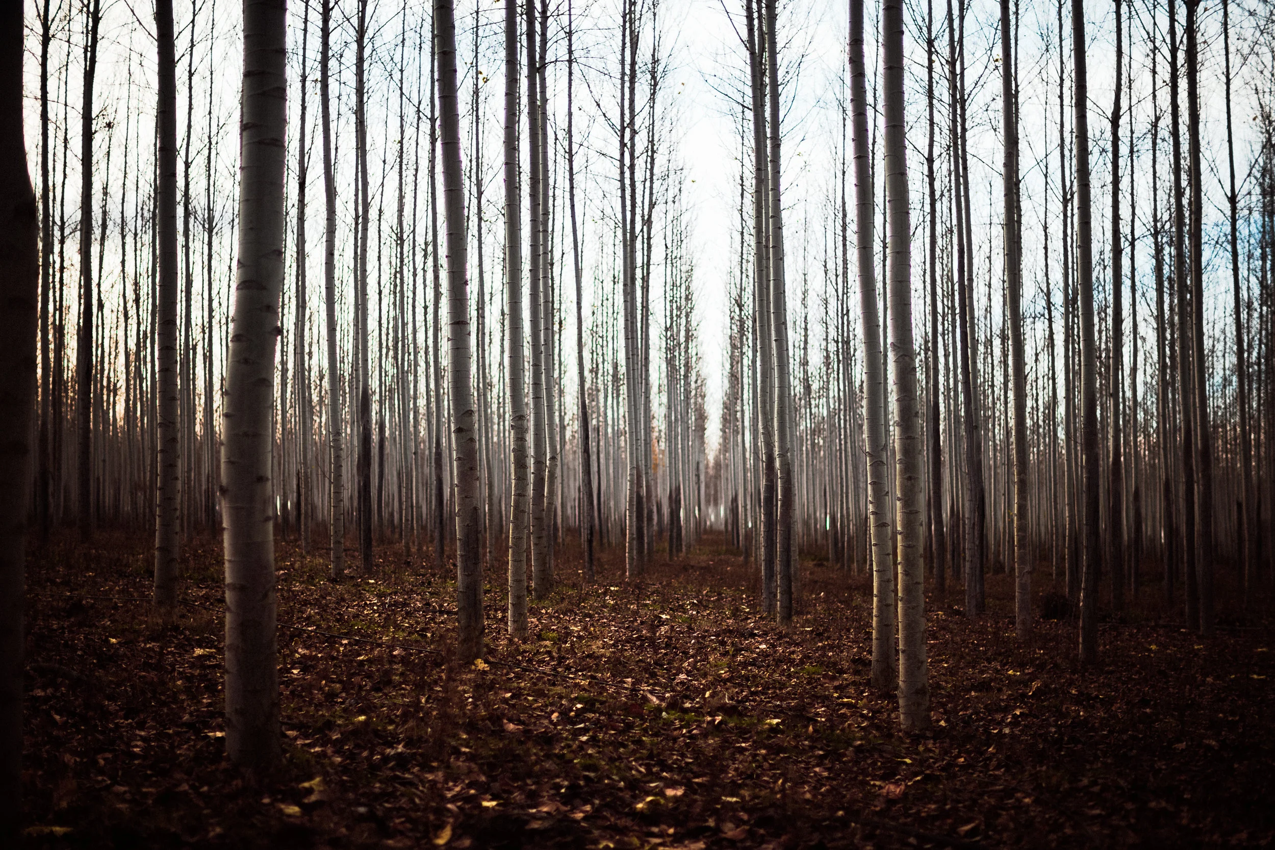 forest of treees-5.jpg