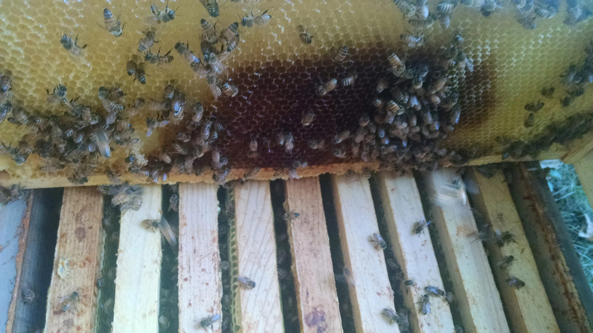 After the extraction, I put the empty frames outside in front of the hive and the bees come and clean them all up for me so I can put them in storage for the winter.