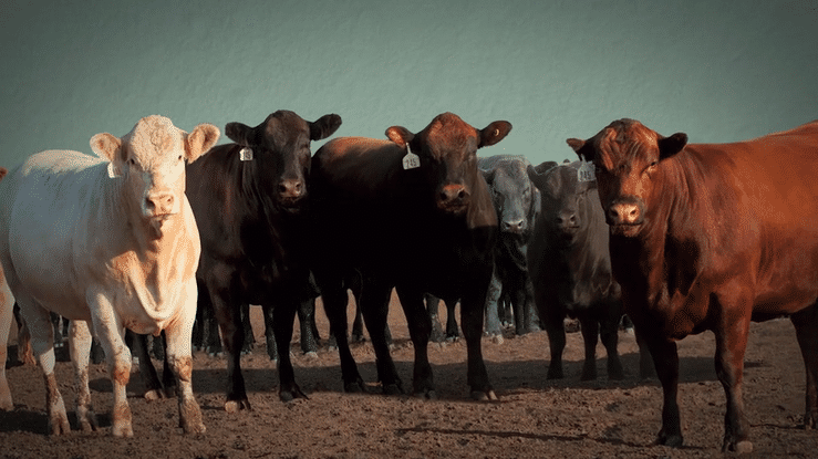 Cargill SweetBran Spot-high.gif