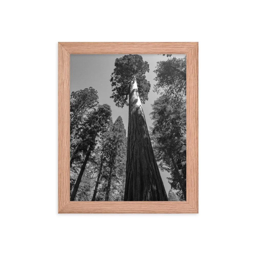premium-luster-photo-paper-framed-poster-(in)-red-oak-8x10-transparent-639d591b0bac0.jpg