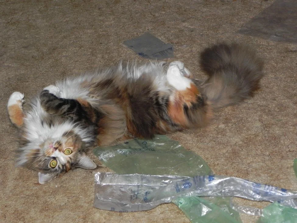 Cat, Consistency, and #5amwritersclub: How You Can Write a Novel in One Year