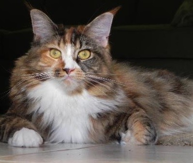 MaineCoonCat.jpg
