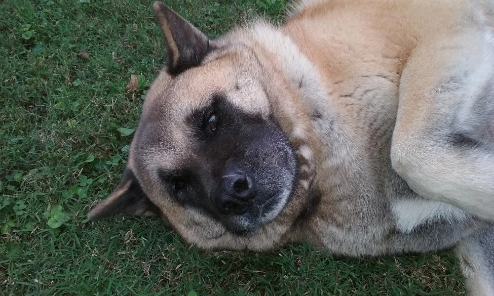 Akita2.jpg