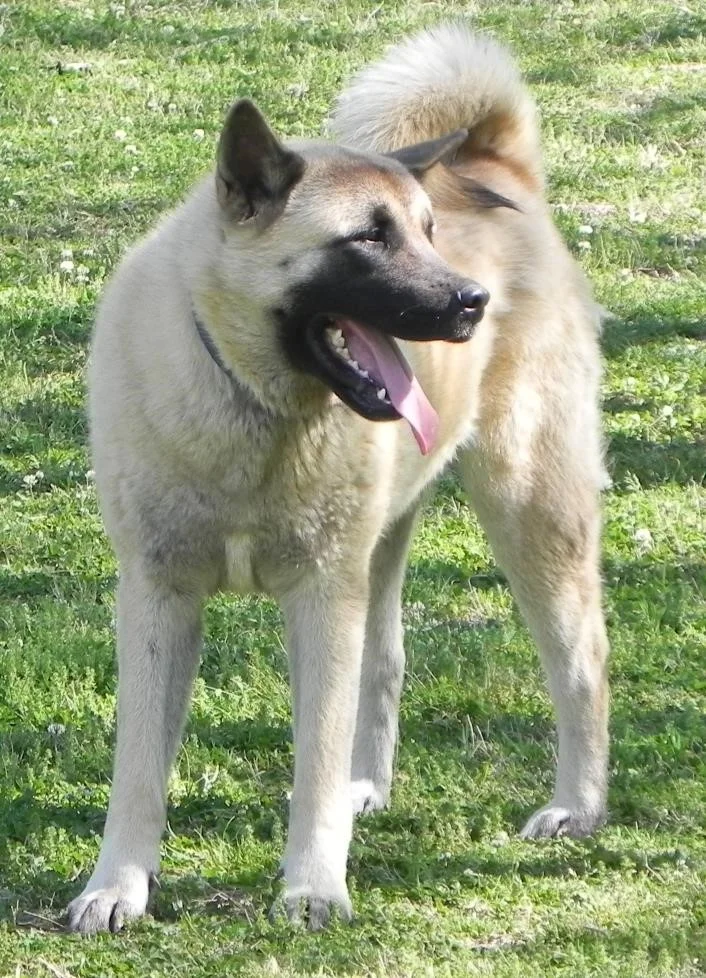 Akita.jpg