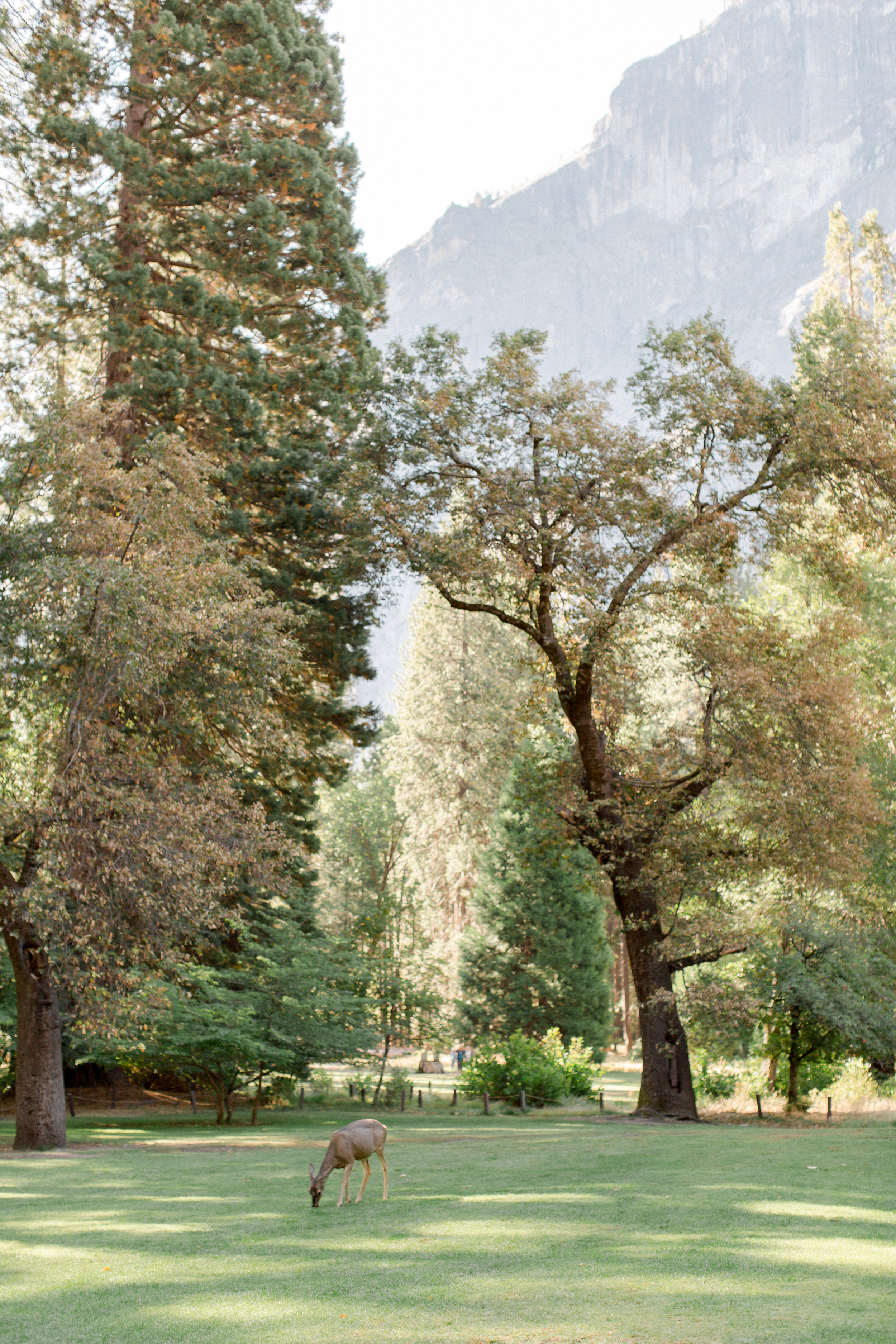 Ahwahnee-Hotel-Wedding-Yosemite-Valley-Fish-Camp-Addy-Rose-Rhianna-Mercier-Photography--0273.jpg