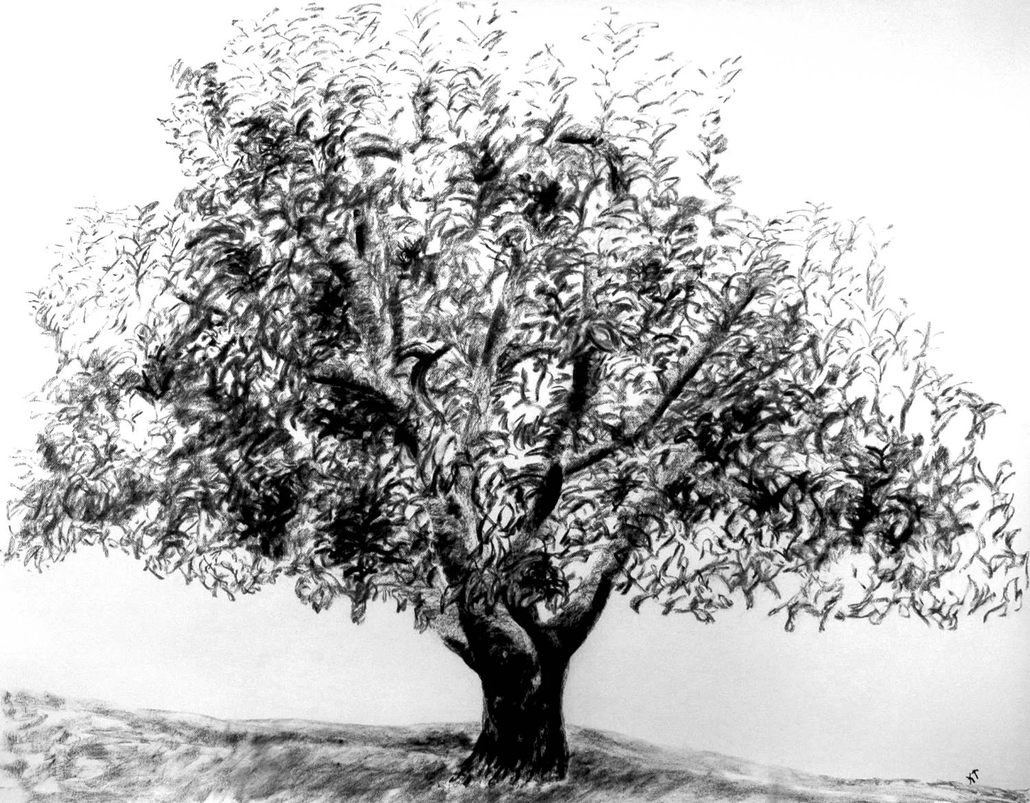 Tree 4