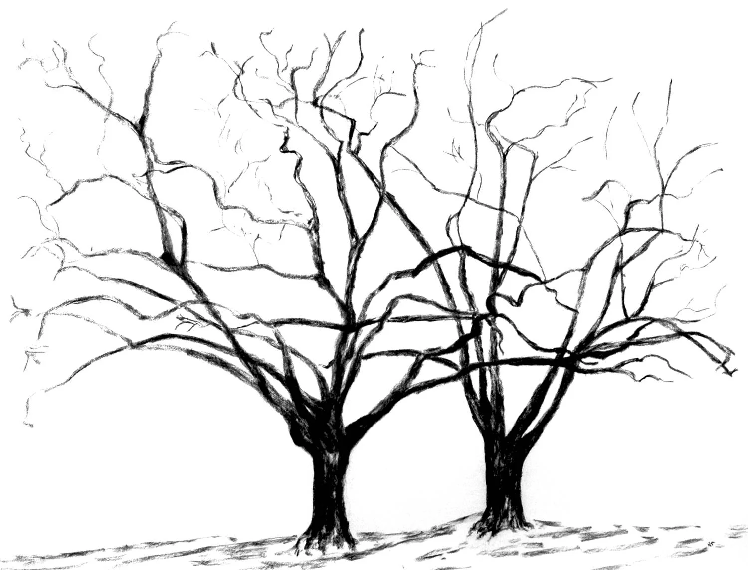 Tree 5