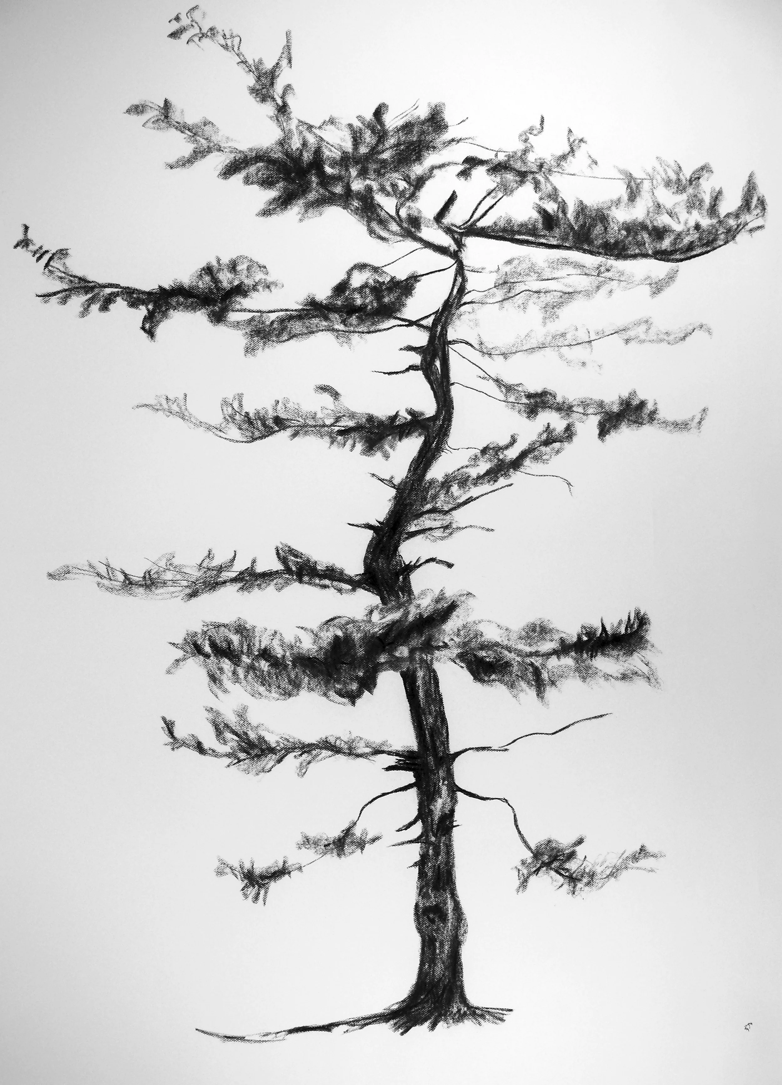 Untitled (Tree 12)