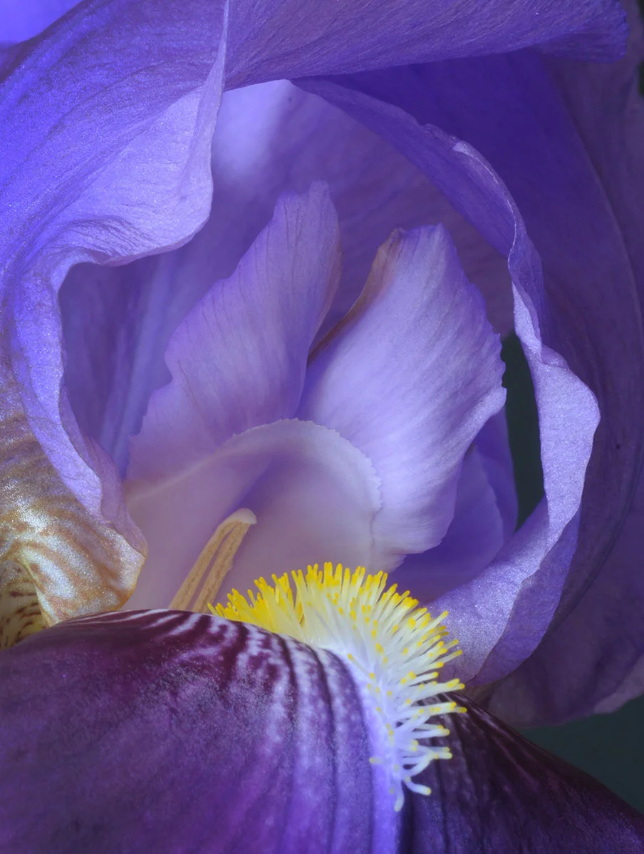 DSC_9675 CJ iris 2.jpg