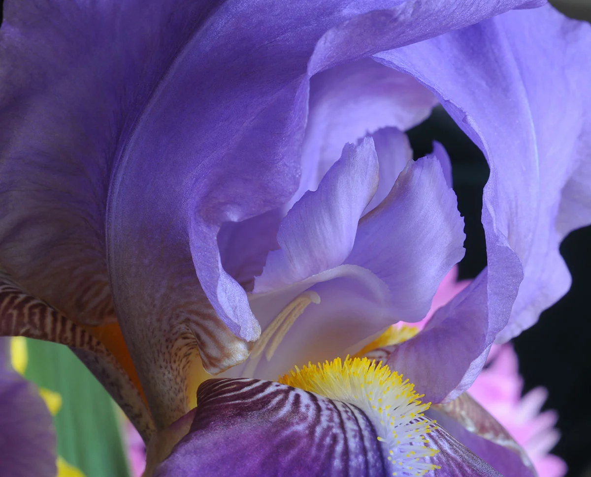 DSC_9680 CJ iris 4.jpg