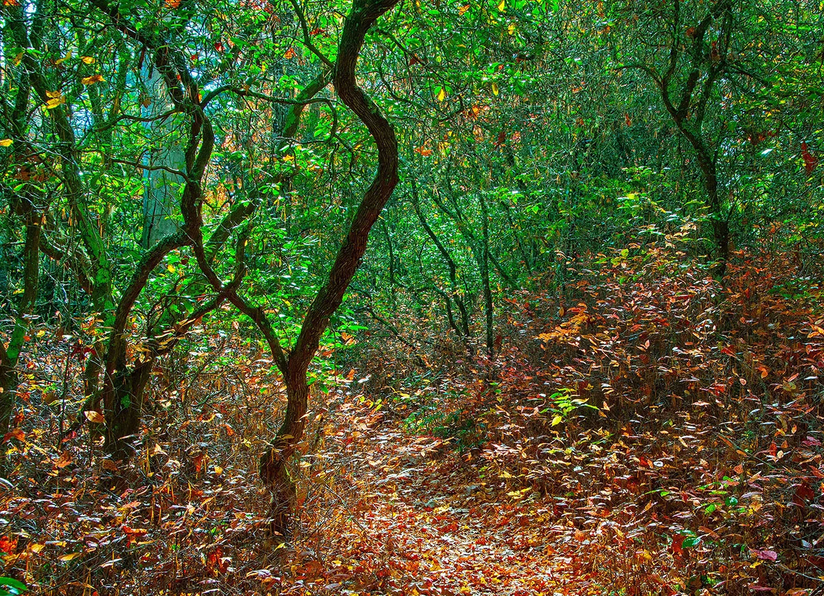 Artistic Forest Scrub