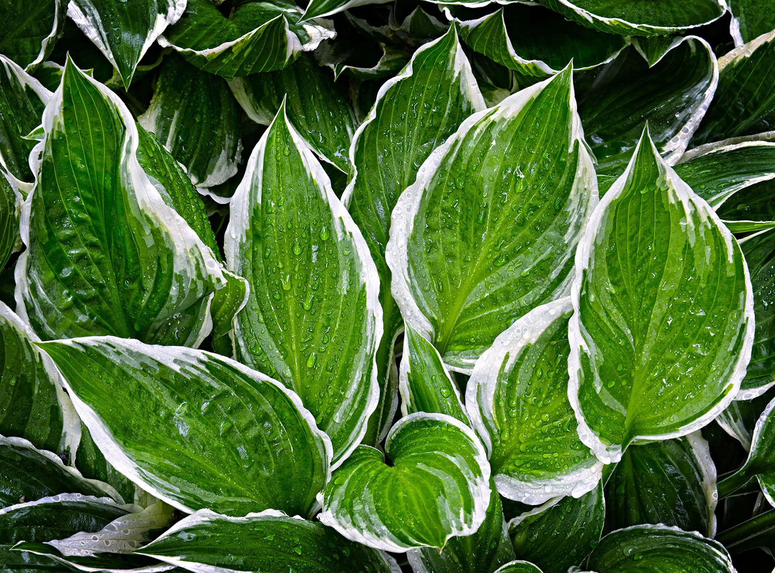 Hostas 2