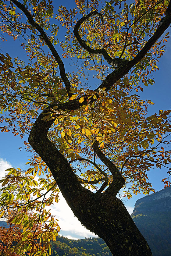 Autumn Whiteside Mt 2s.jpg