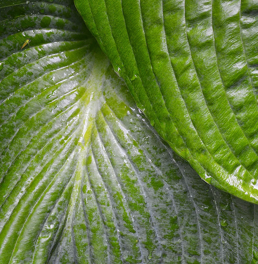 Bug on a Leaf s.jpg