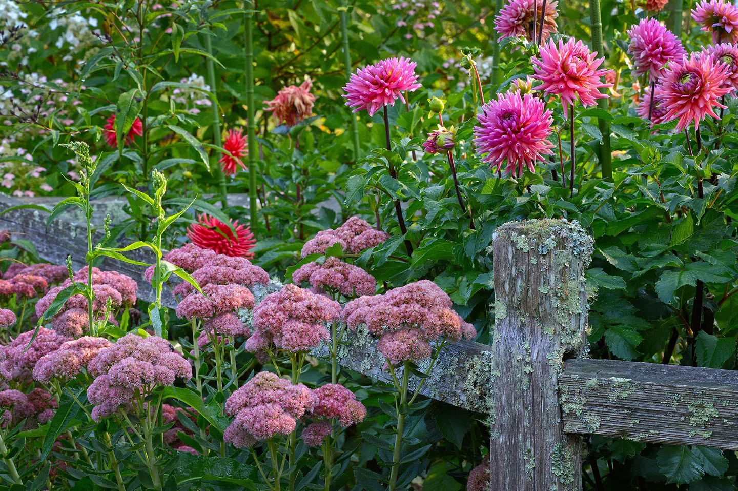 CJ Cashiers Flowers.jpg