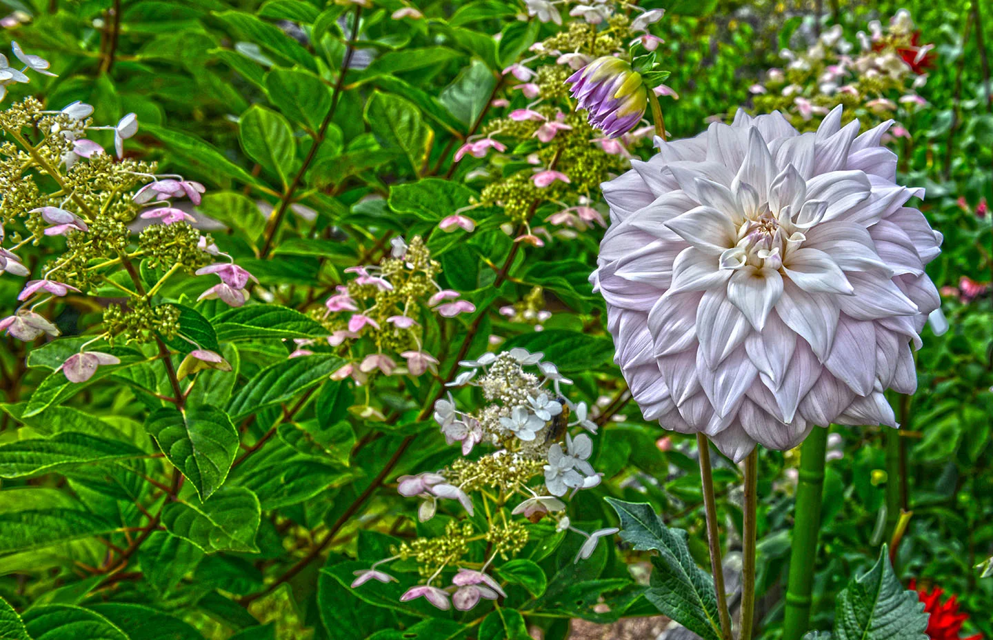 DSC_6380 crop ext hdr sm.jpg