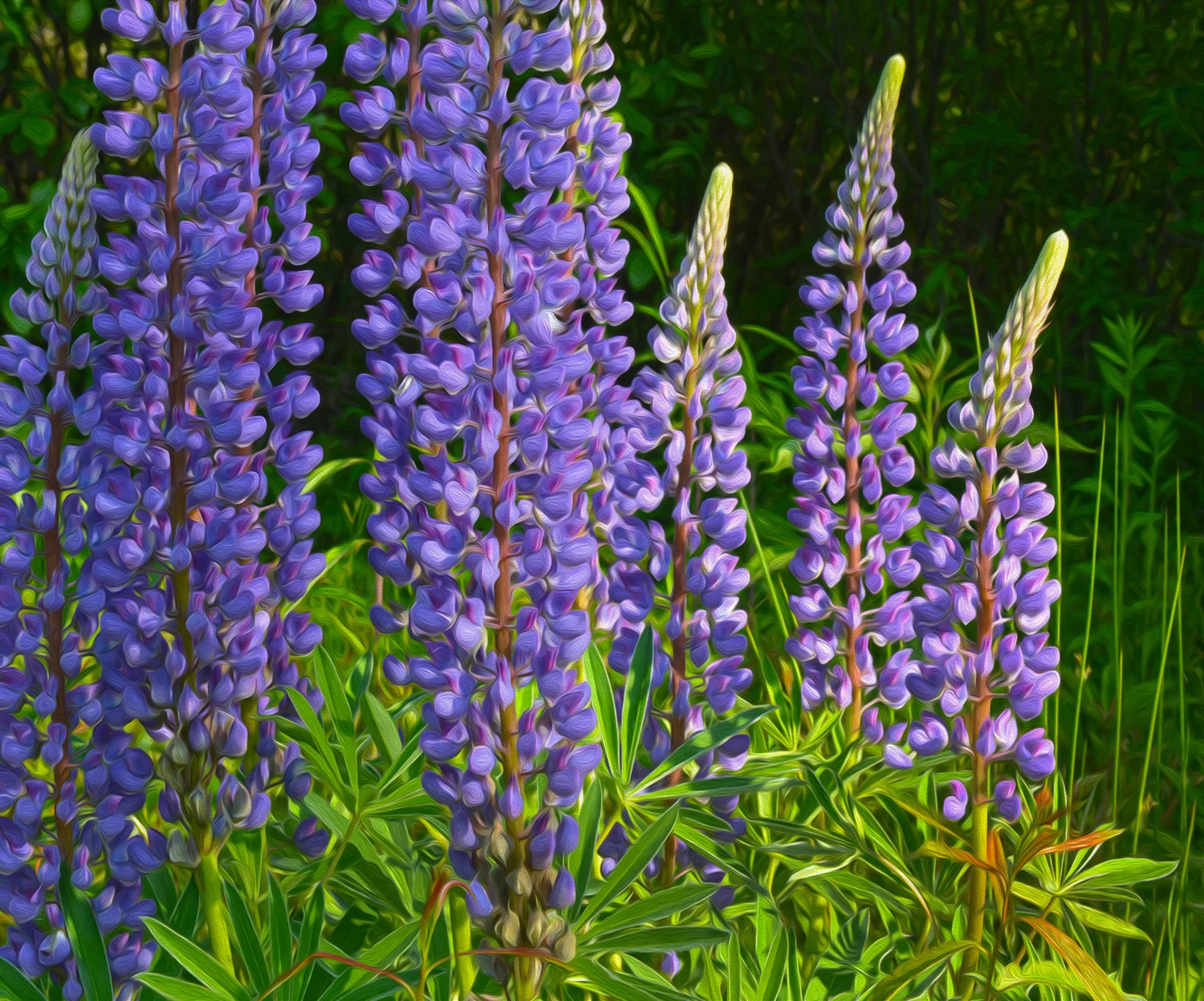 DSC_5088 Flowers Cashiers ad.jpg