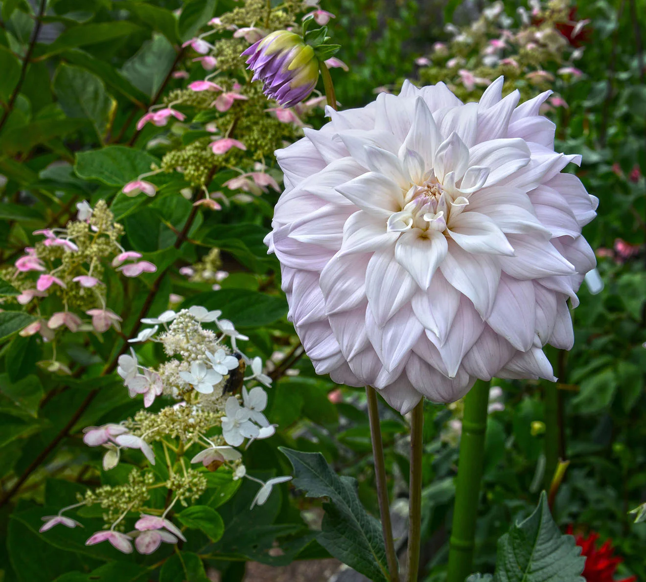 DSC_6380 Cashiers flowers.jpg