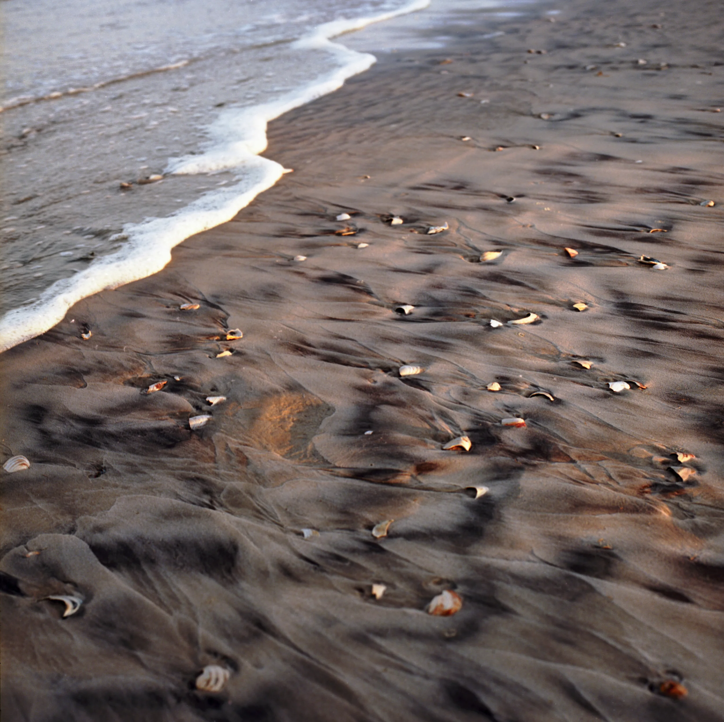 Shell speckled sand