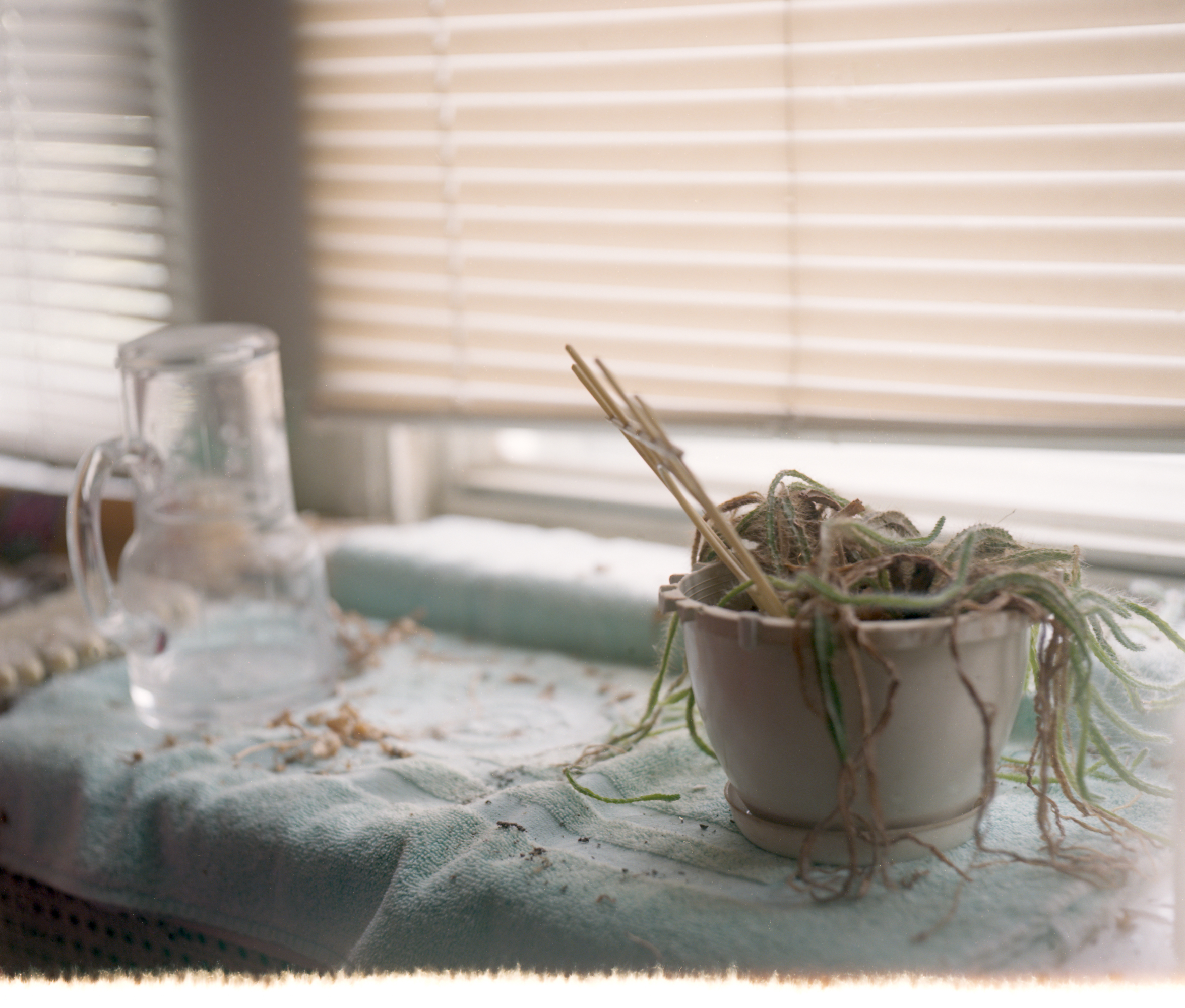 Dead plant at window