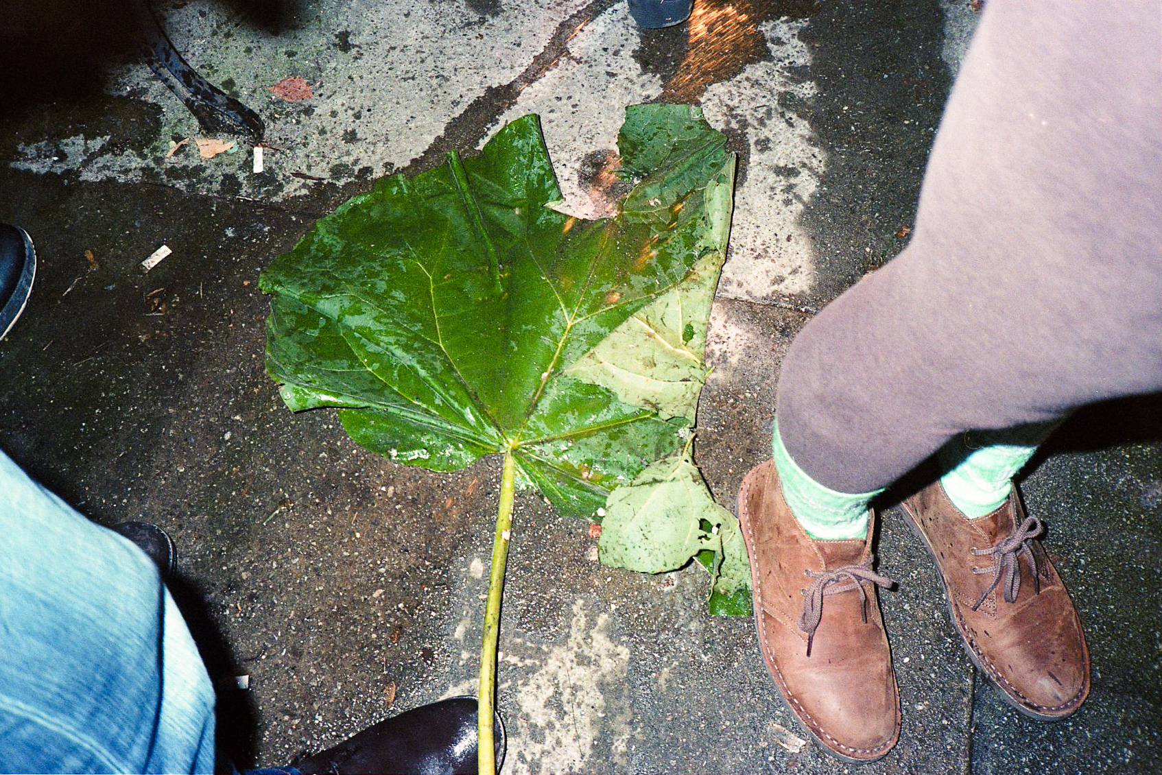 Grounded leaf