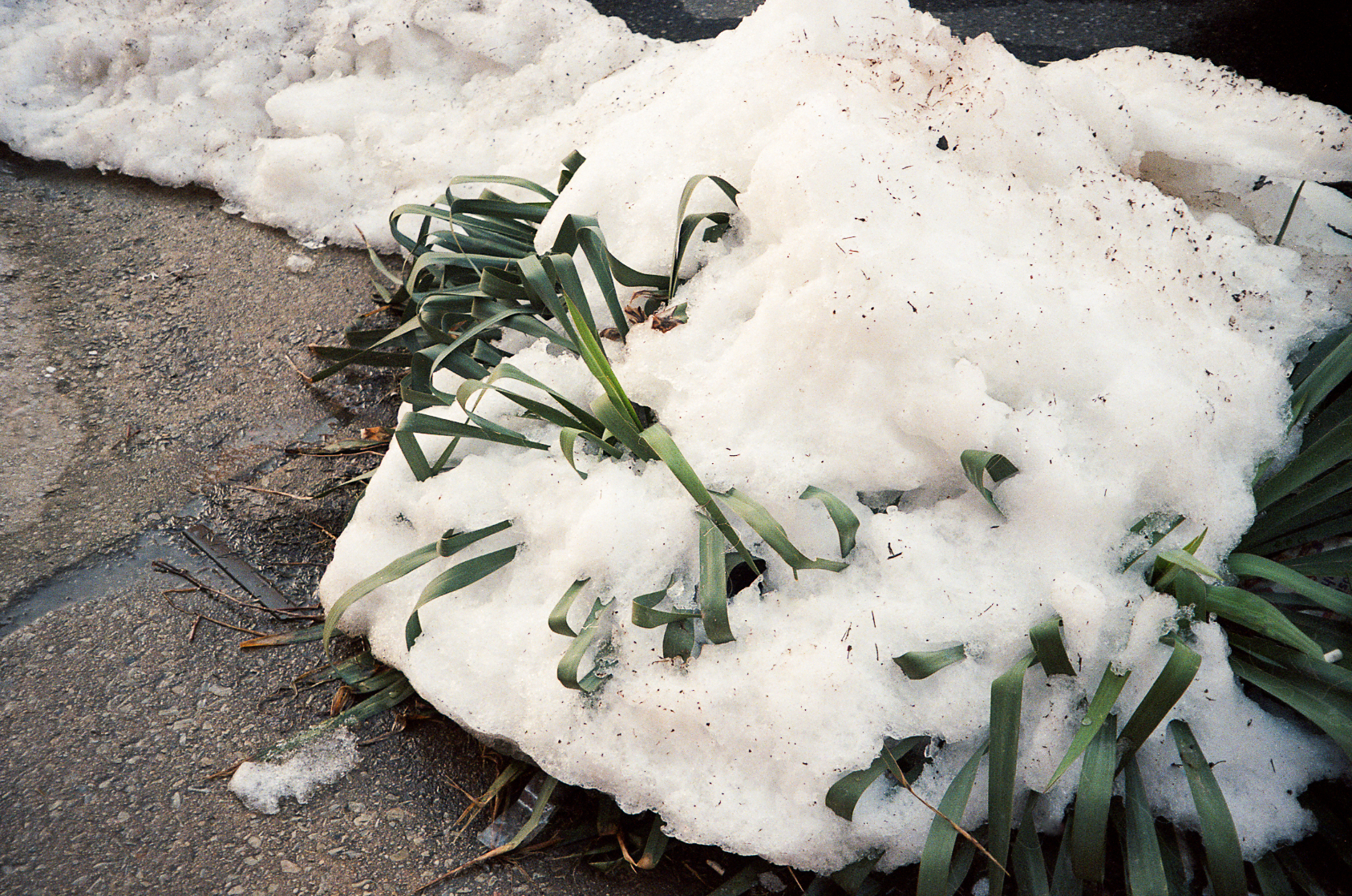 Snow bush