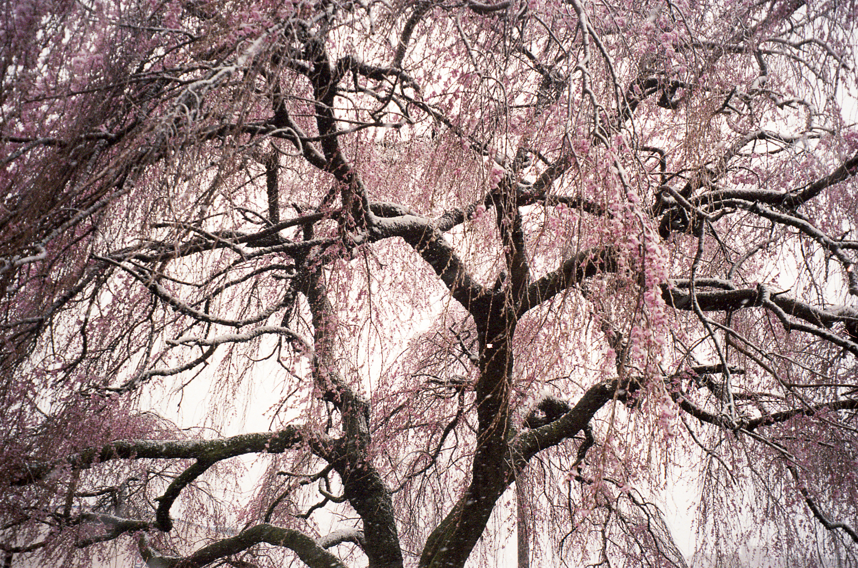 Pink snow tree