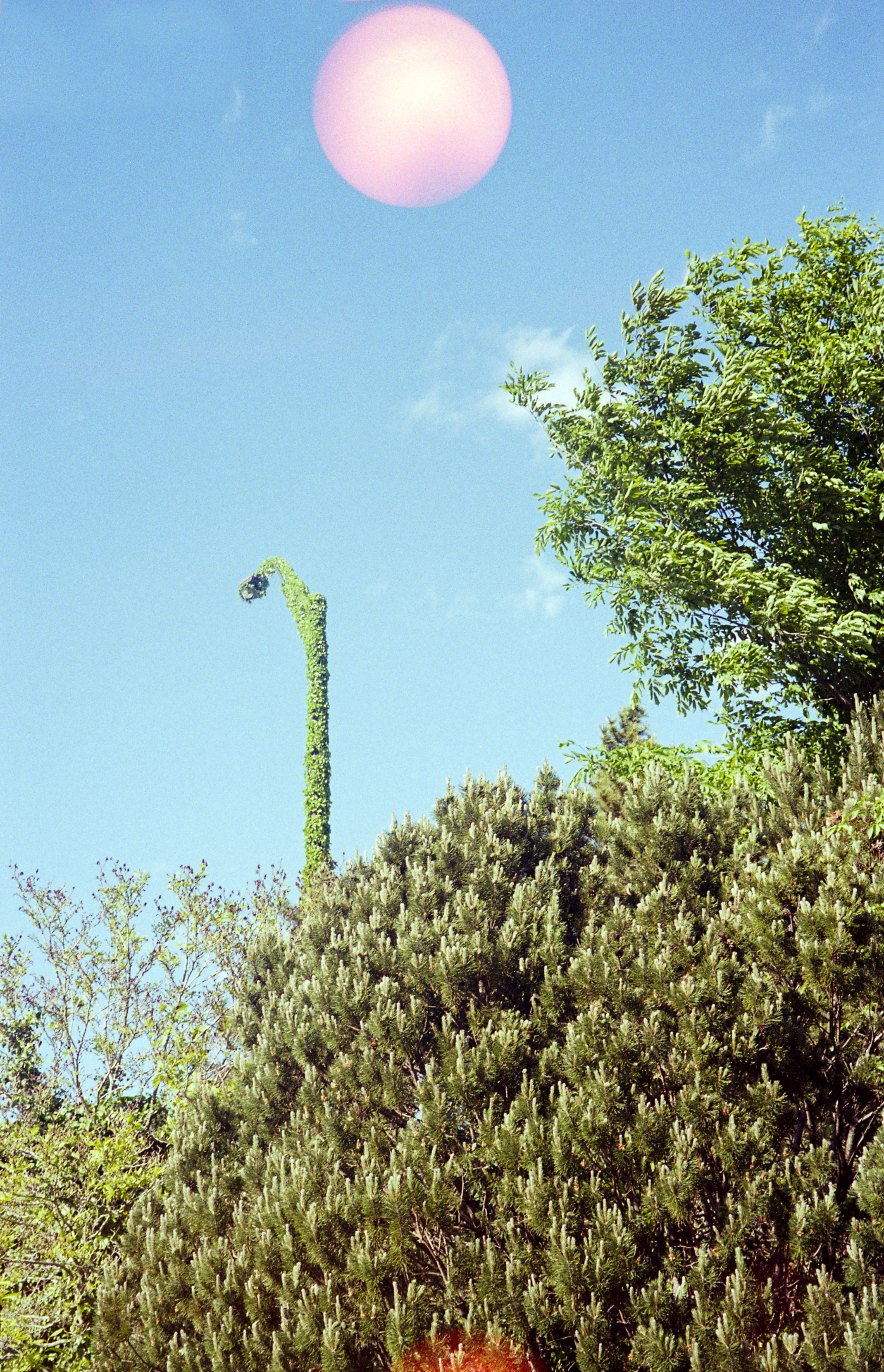 Second sun and ivy pole