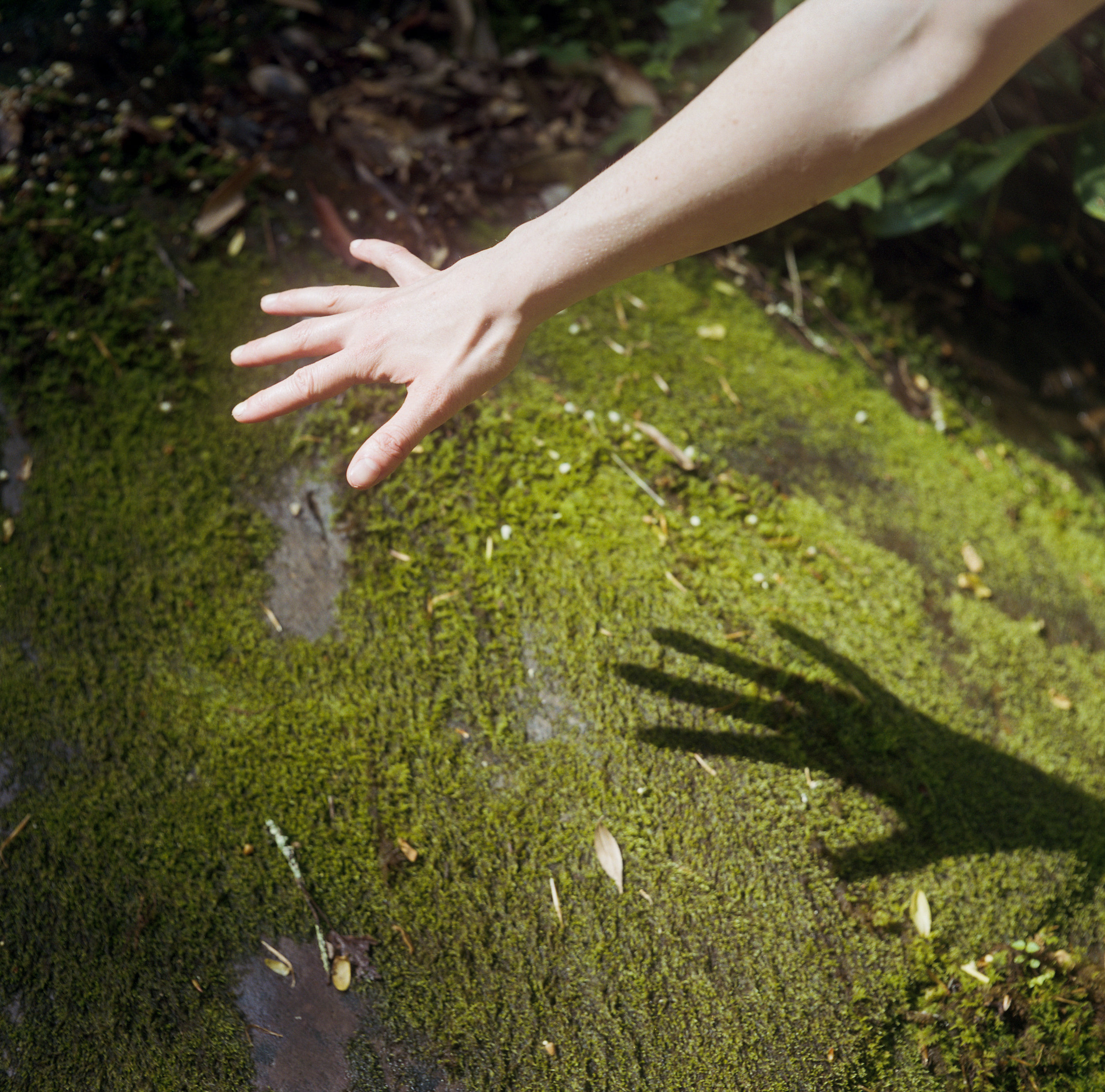 Hand moss shadow