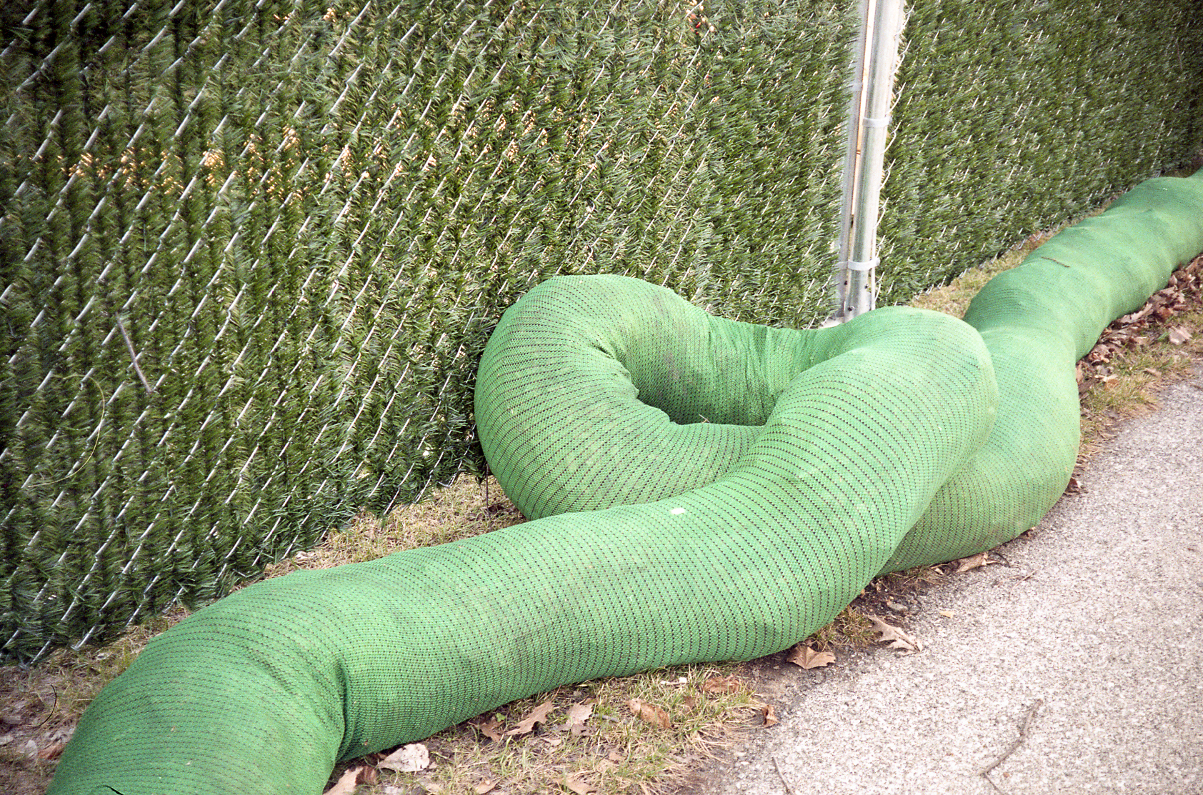 Green snake