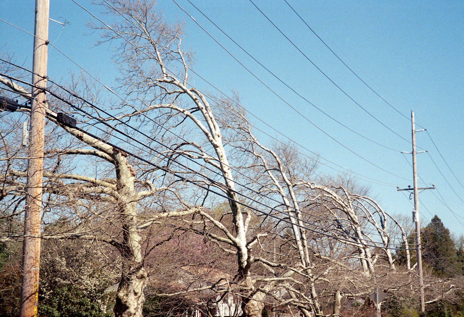 Bent trees