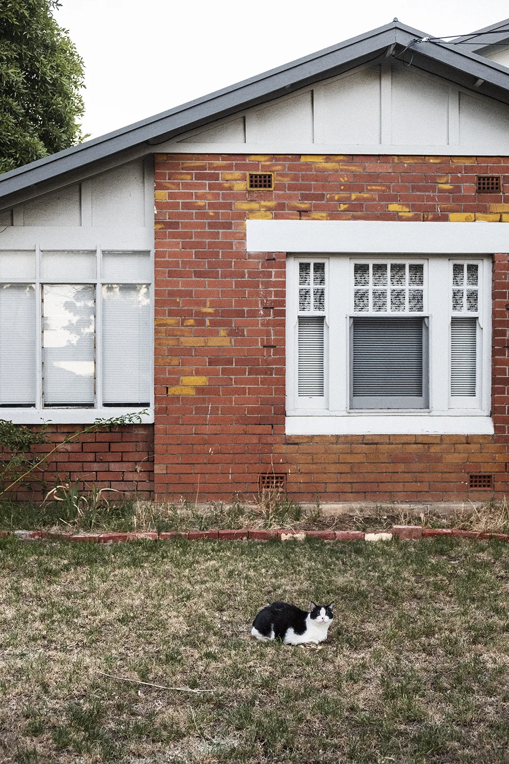 bonnie-saporetti_yard-cat.jpg