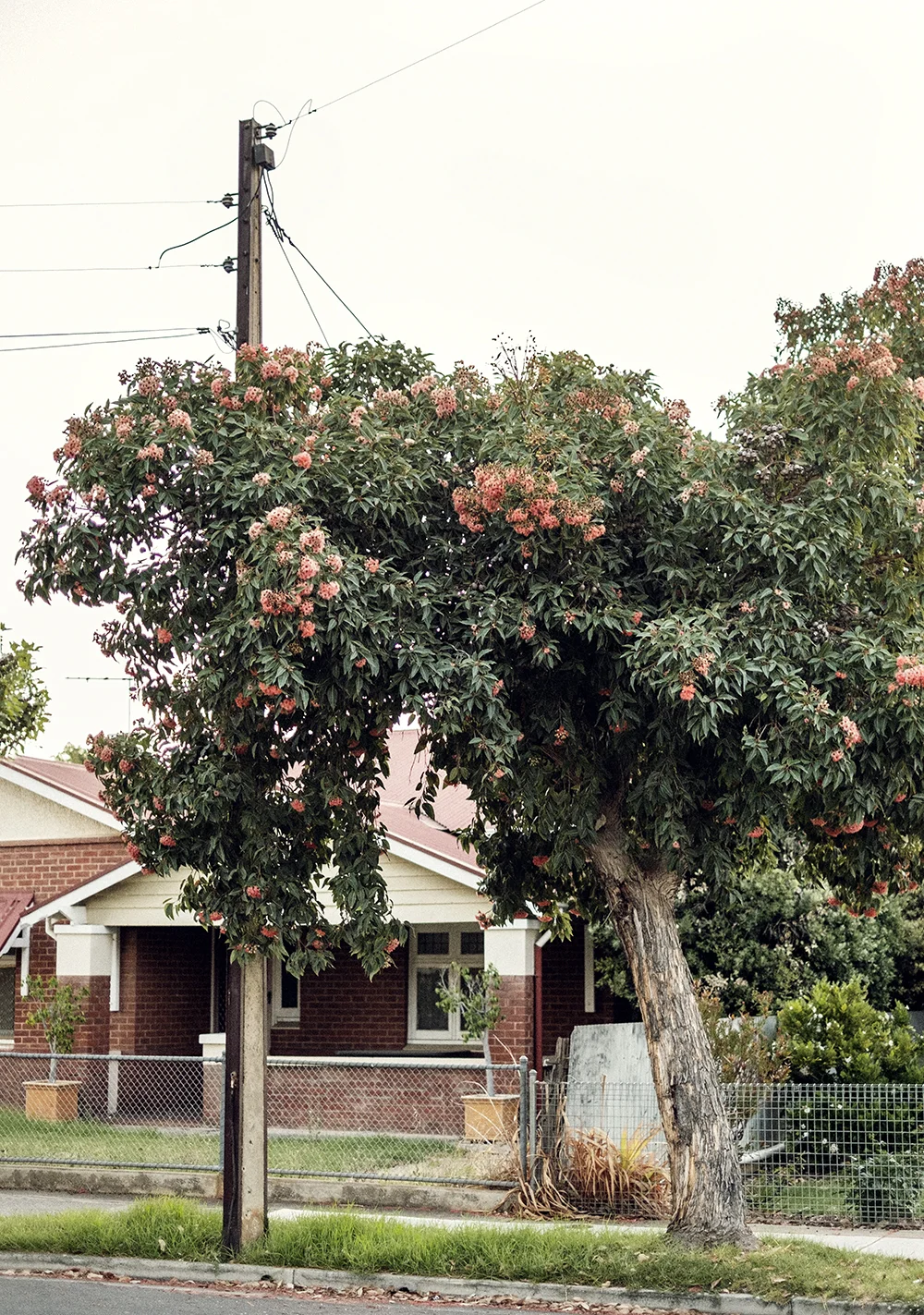 bonnie-saporetti_pink-tree.jpg