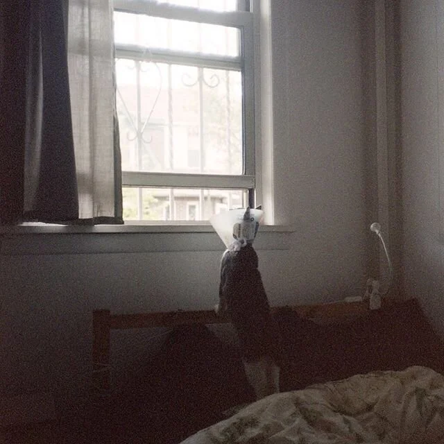 I miss this conehead cat from my sublet this summer

#35mm