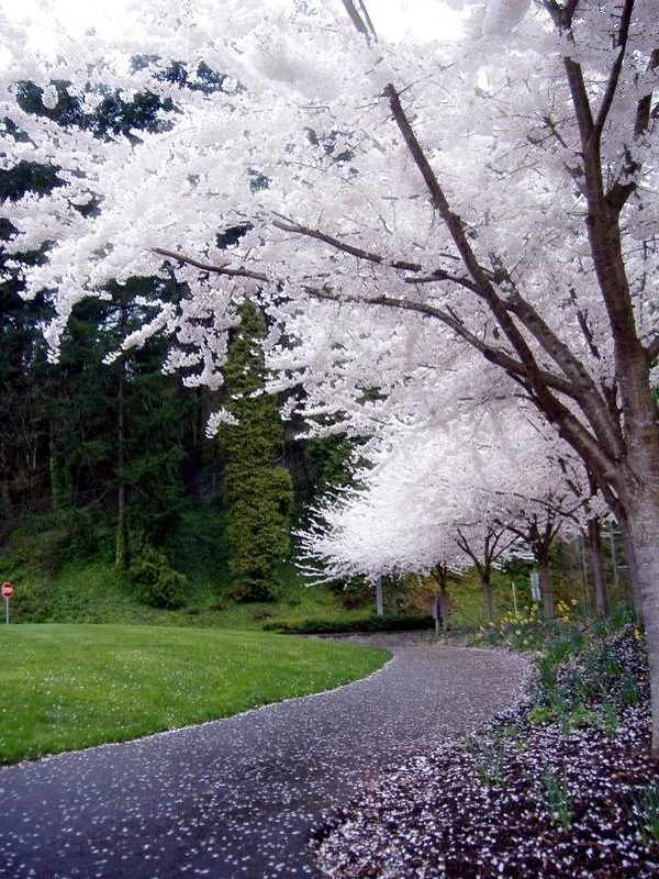 Copy of WhiteTreePortland.jpg