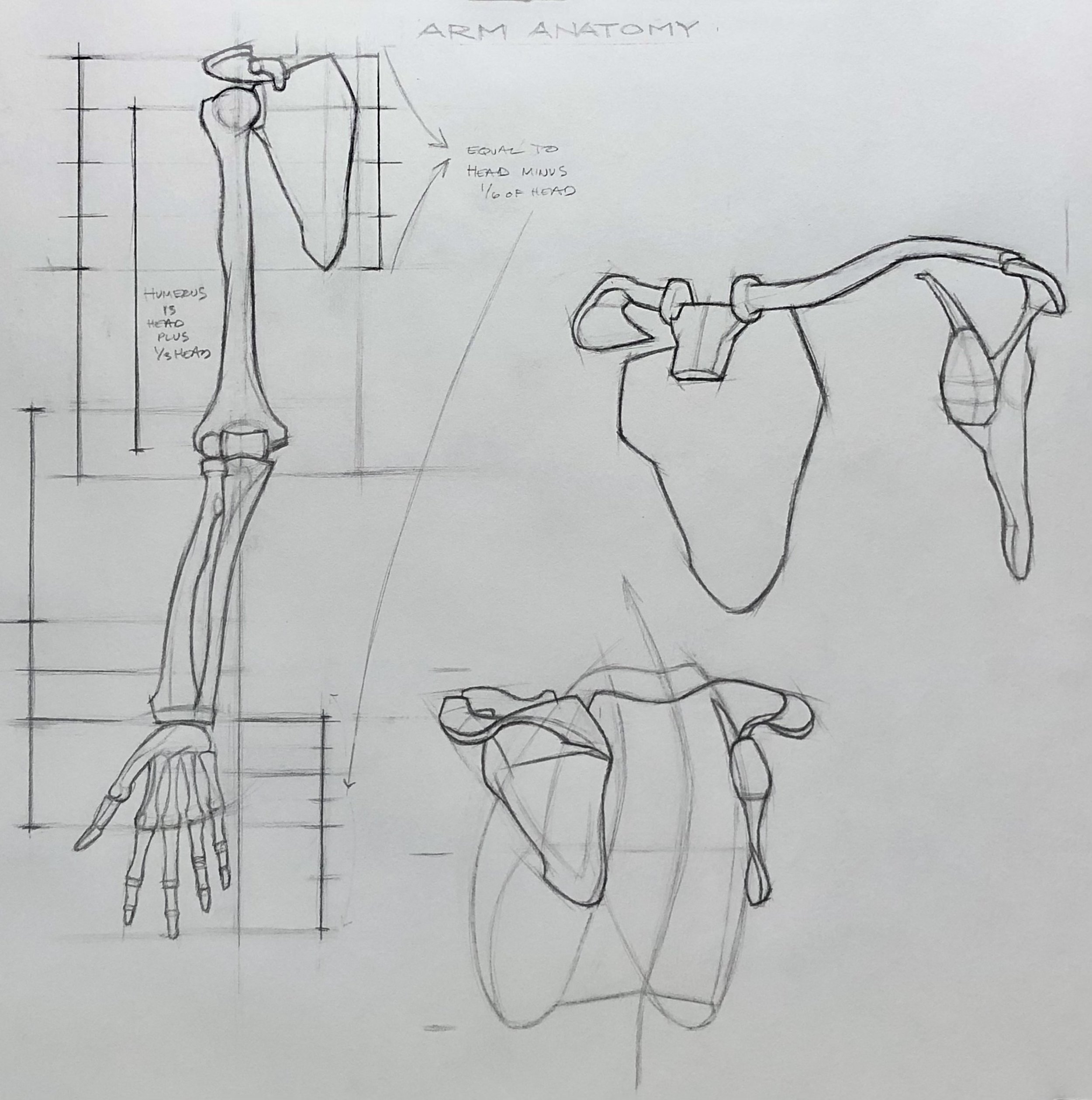 arm_sketches_anatomy.jpg