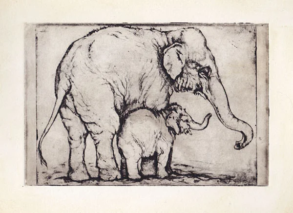 elephant and calf