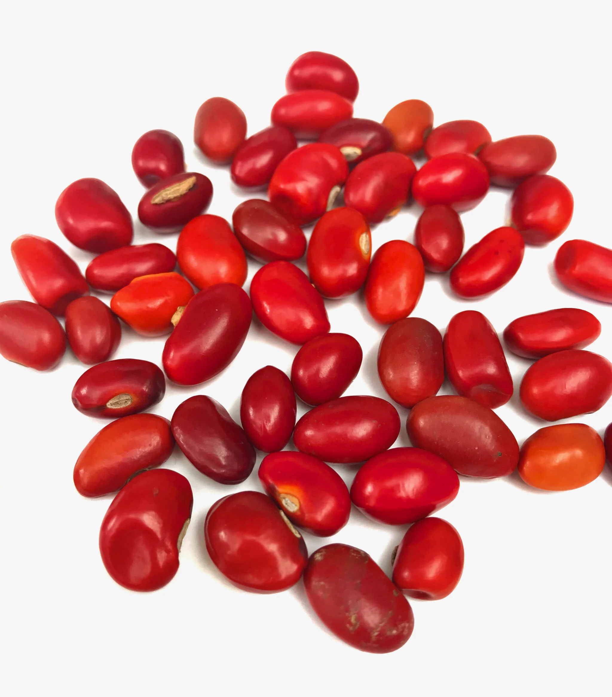 Ininti seeds.jpg