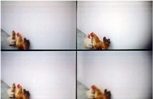 lomo_chickens.jpg