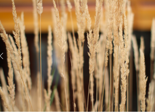 exterior plant image.png