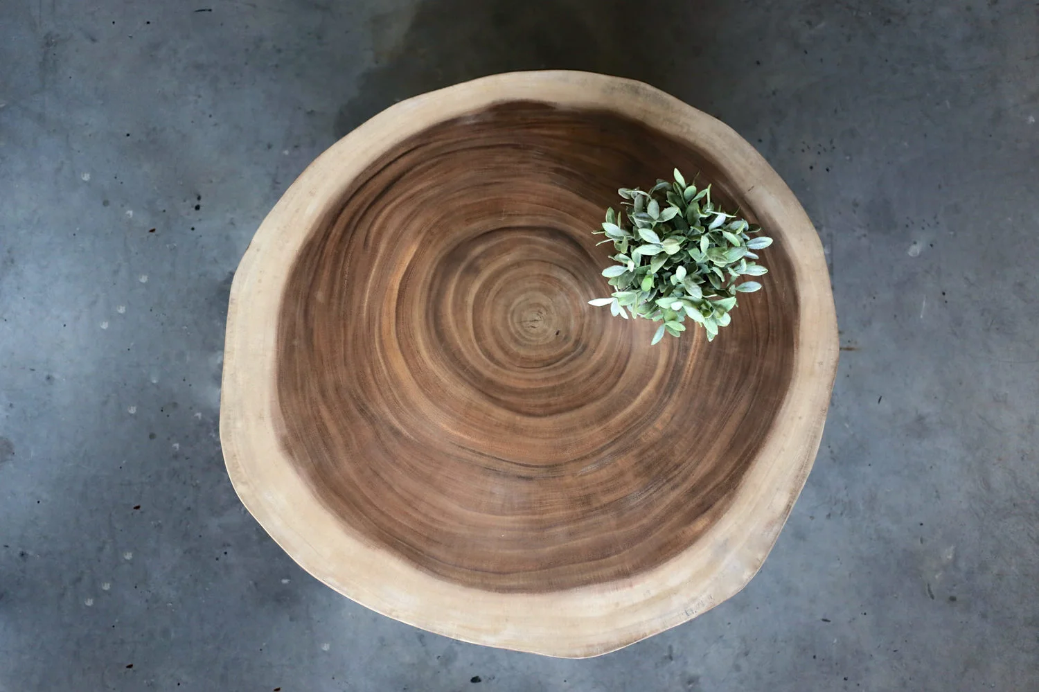 Suar Wood Tree Stump Table x Herman Furniture Singapore