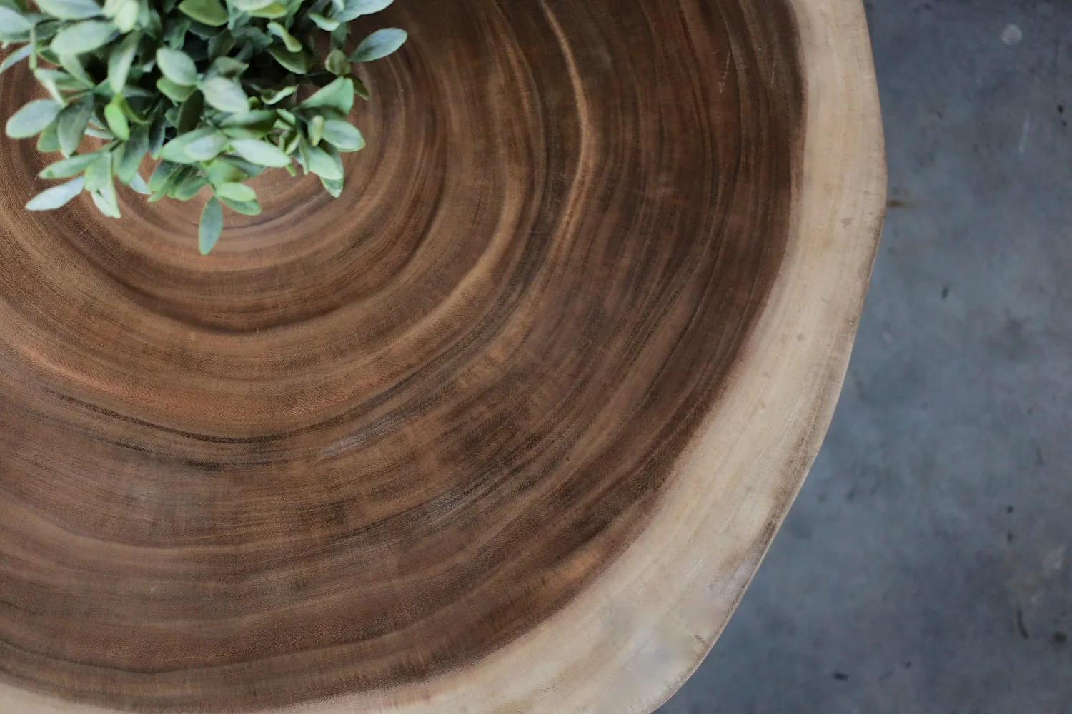 Suar Wood Tree Stump Table x Herman Furniture Singapore