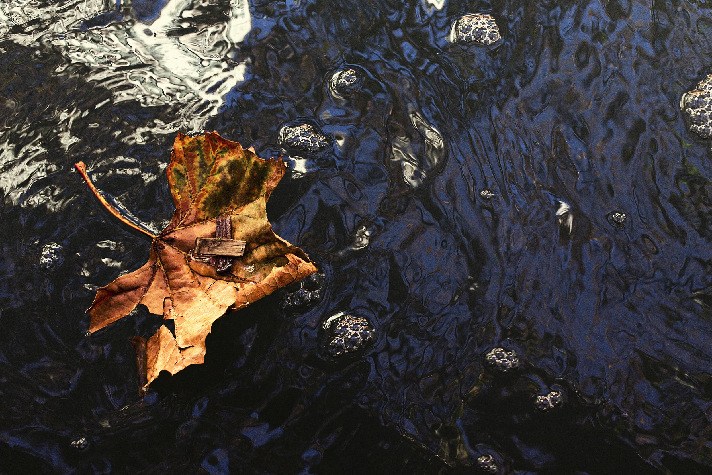 Leaf.jpg