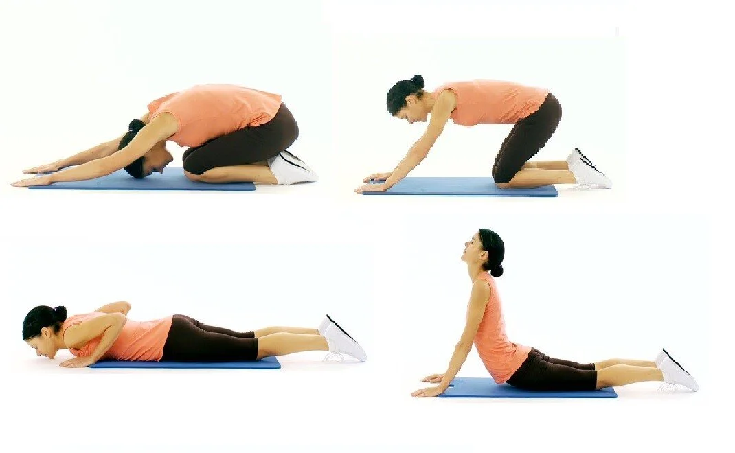 cat back stretch > OFF68