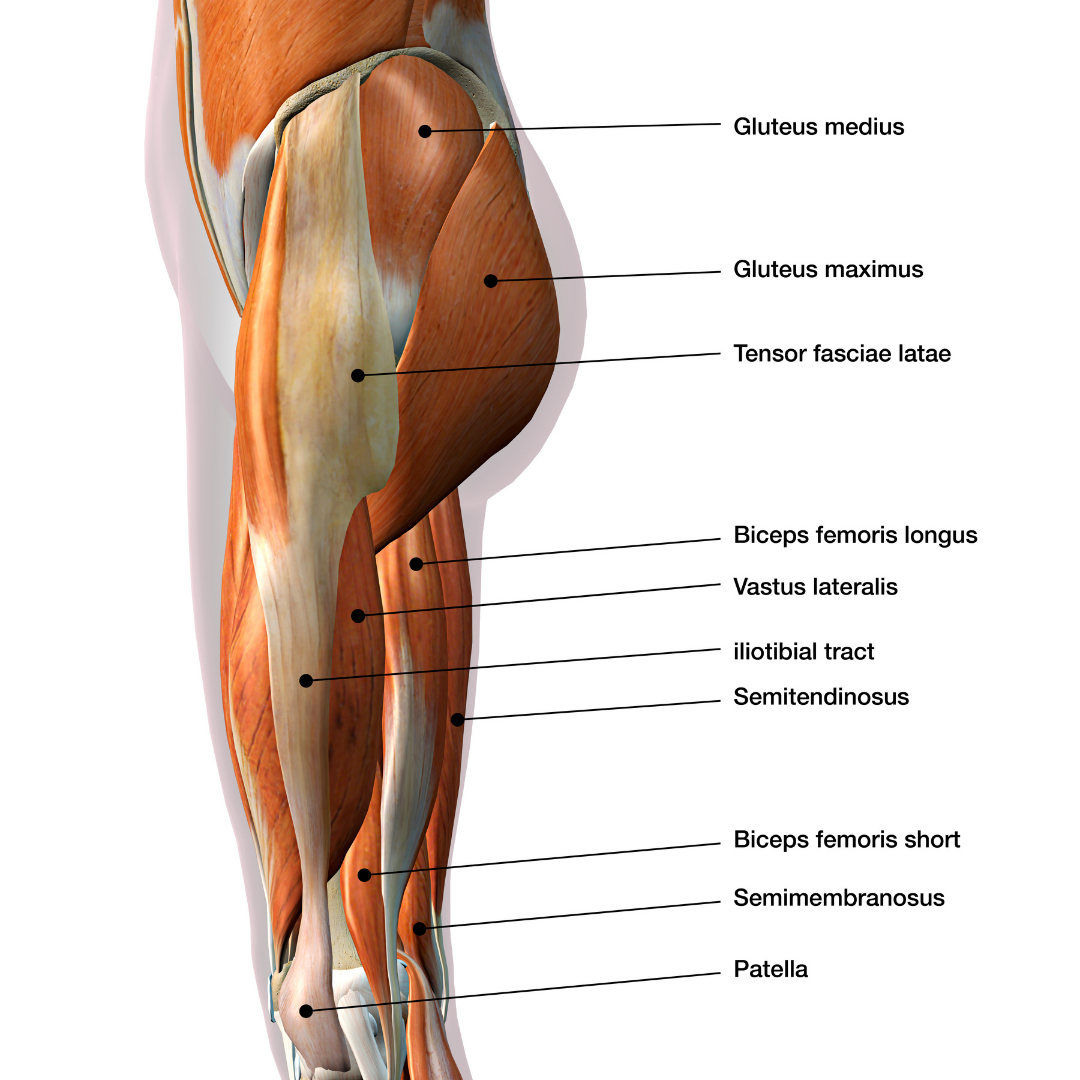 The Importance Of Strong Glute Muscles